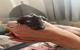 Guinea Pig rodents for sale: 2 baby guinea pigs  - Image 4