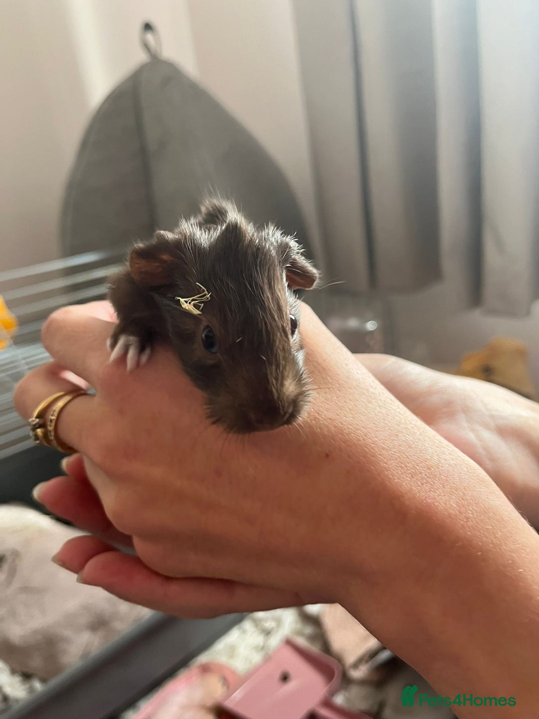 Guinea Pig rodents for sale: 2 baby guinea pigs  - Image 4