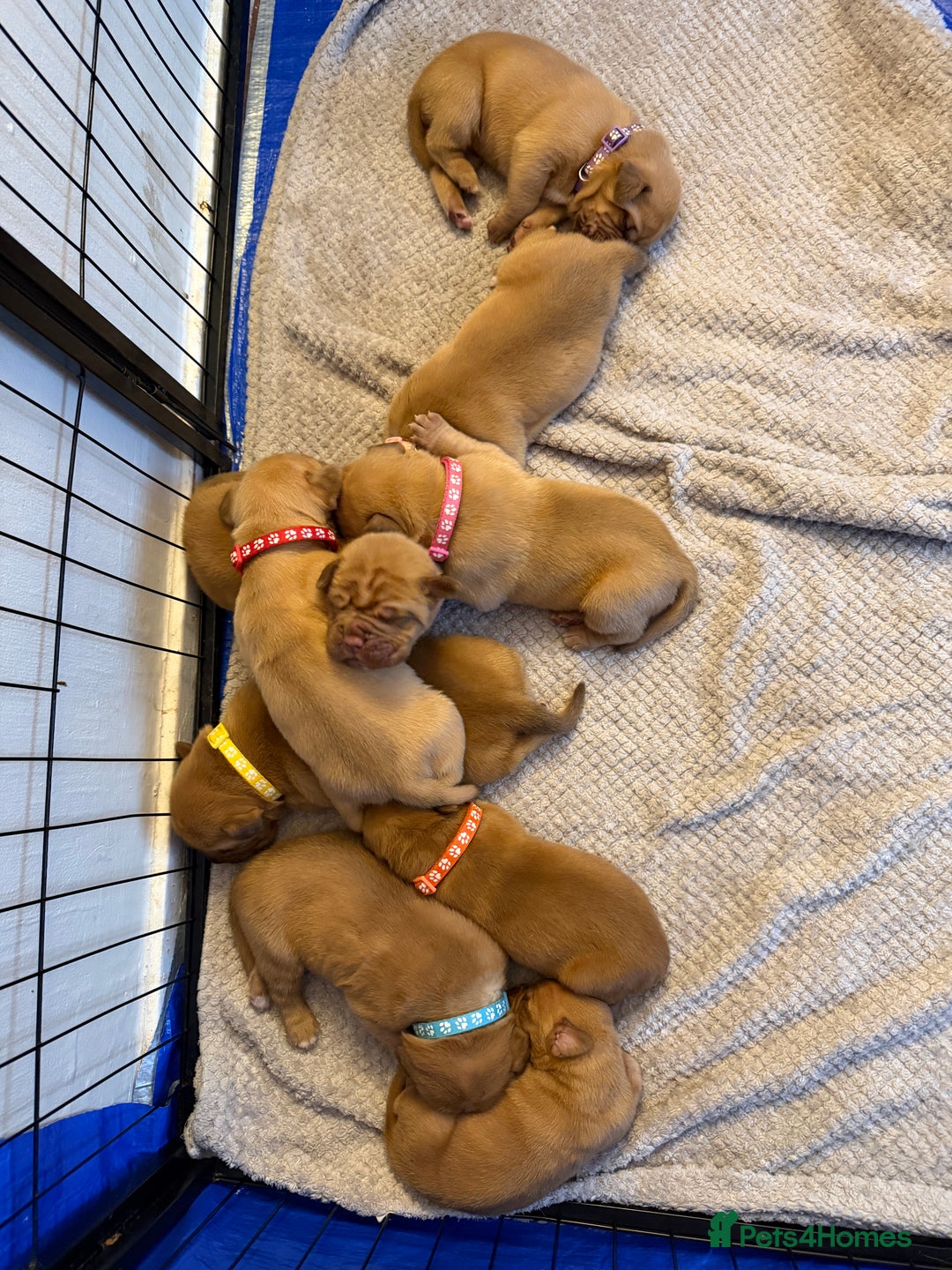 Dogue De Bordeaux dogs for sale: Beautiful Dogue De Bordeaux Puppies - Advert 33