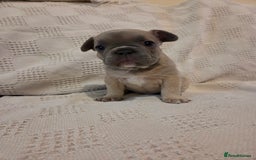 French Bulldog dogs for sale: 4 beautiful French bulldog pups  - Image 4