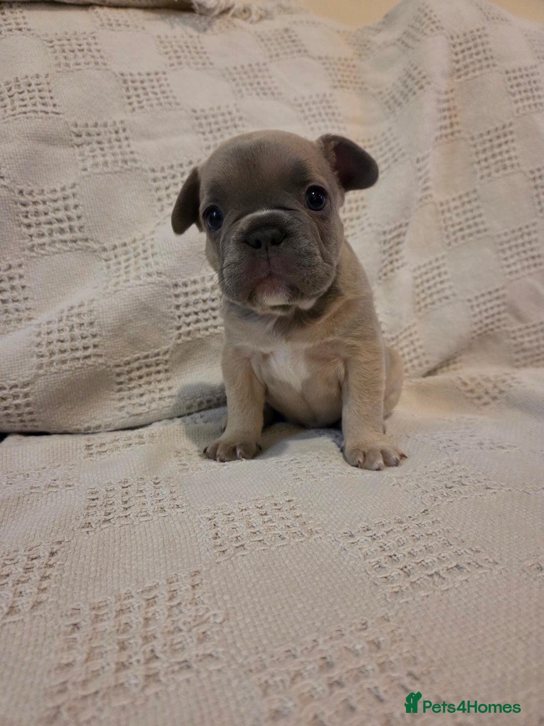 French Bulldog dogs for sale: 4 beautiful French bulldog pups  - Image 4