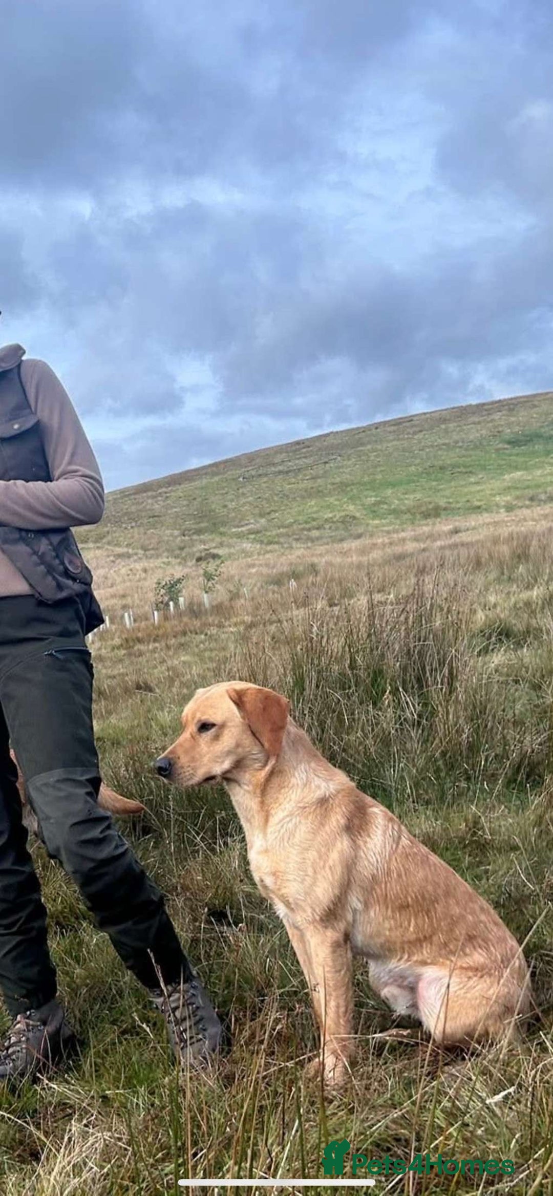 Labrador Retriever dogs for sale: Lovely Labrador Puppies ready next weekend - Image 5