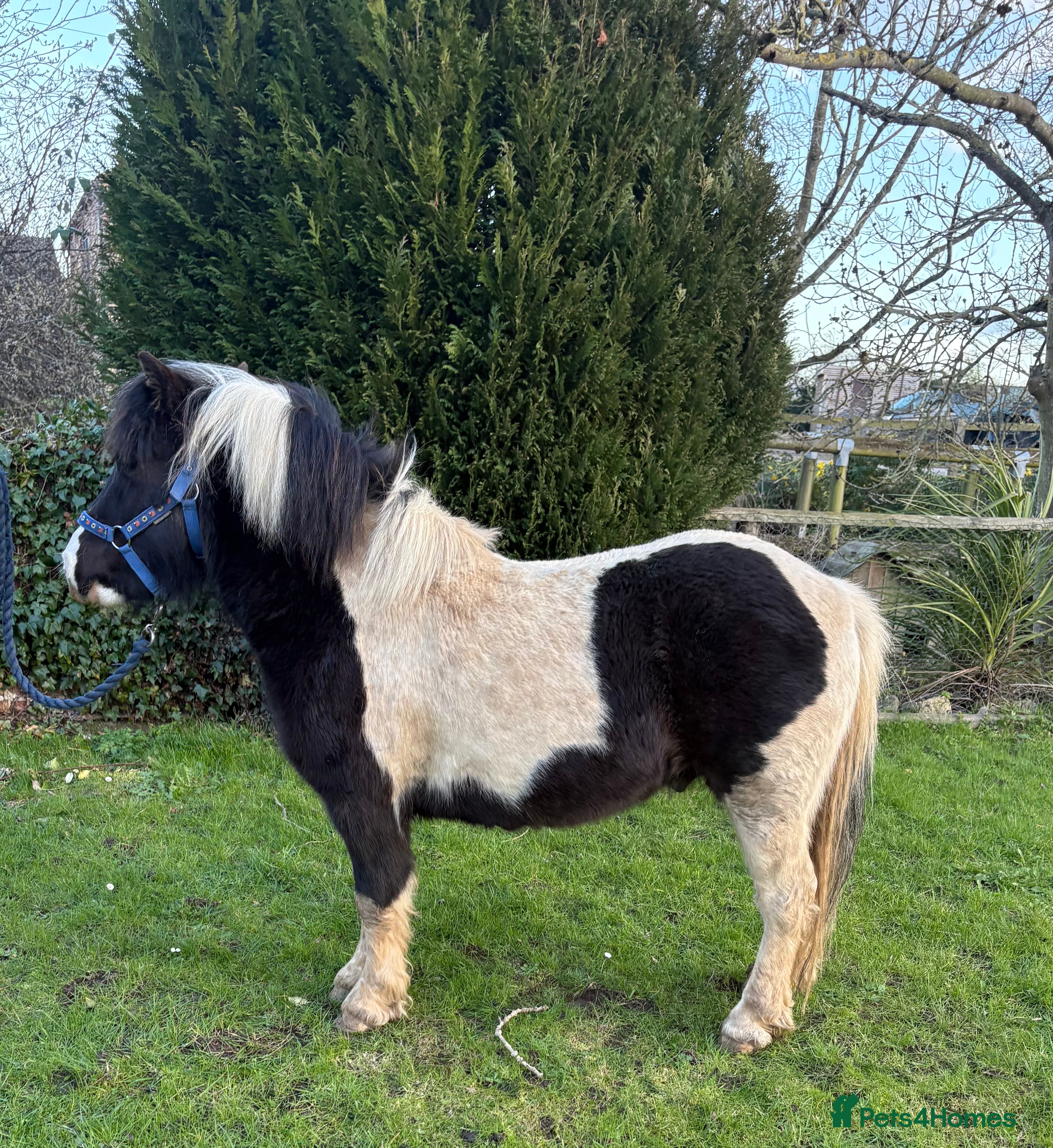 Shetland pony horses Lovely Shetland X gelding 42 inches - 4 years old  - Advert 1