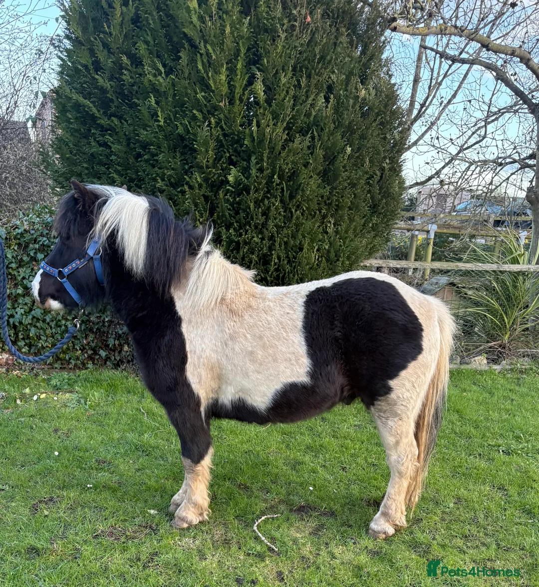 Shetland pony horses for sale: Lovely Shetland X gelding 42 inches - 4 years old  - Advert 1