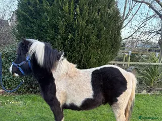 Shetland pony horses Lovely Shetland X gelding 42 inches - 4 years old - Advert 1