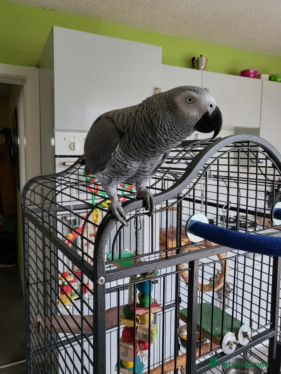 Parrots birds for sale: African grey - Advert 6
