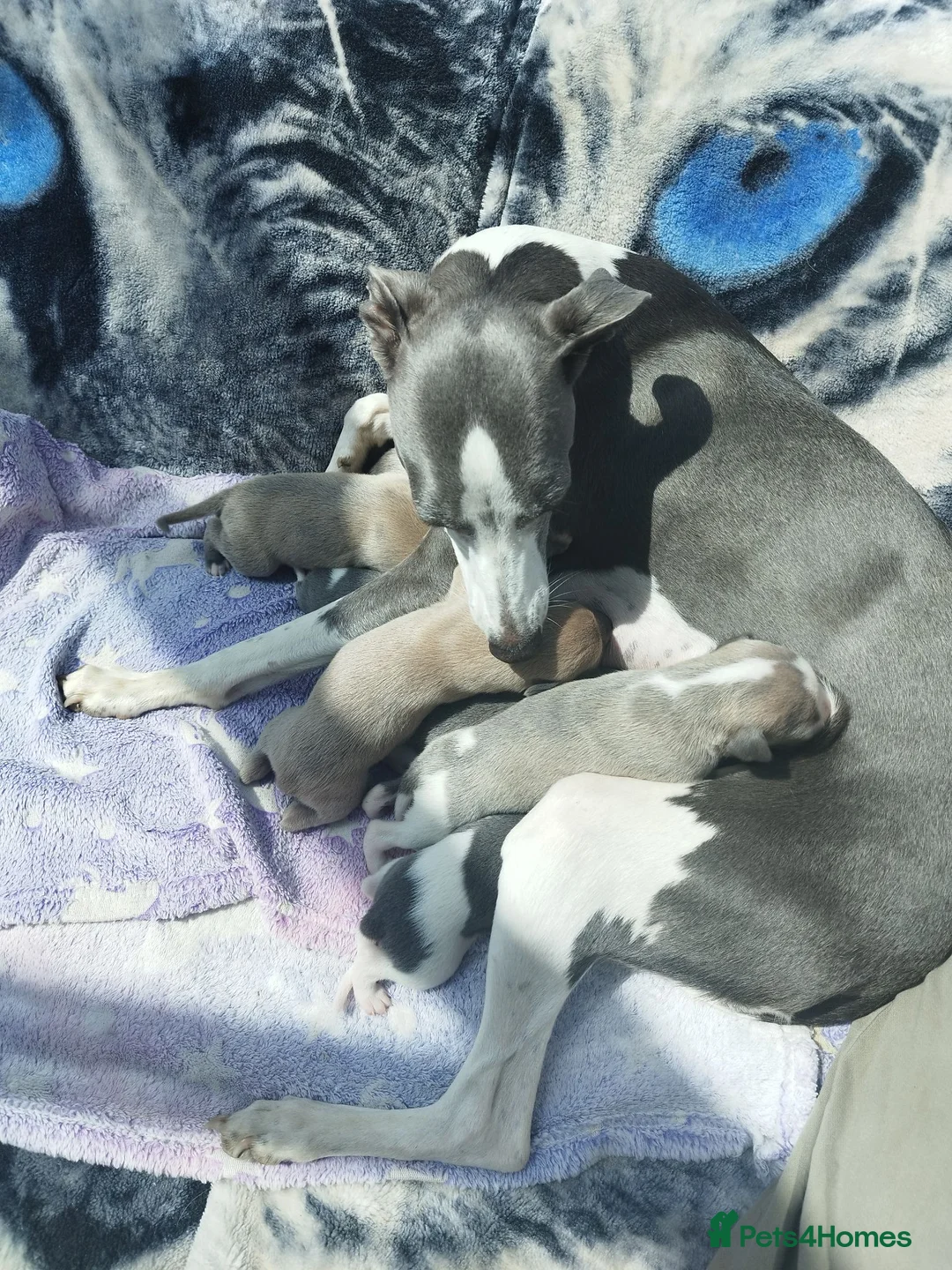 Whippet dogs for sale: Stunning coloured whippet puppies  - Advert 11