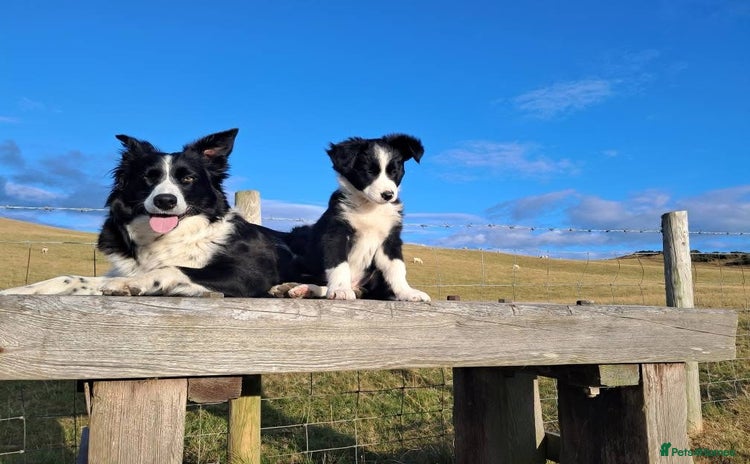 Border Collie dogs - Advert 1