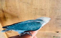 Lovebirds birds for sale: Handreared mutation lovebirds for sale  - Image 11
