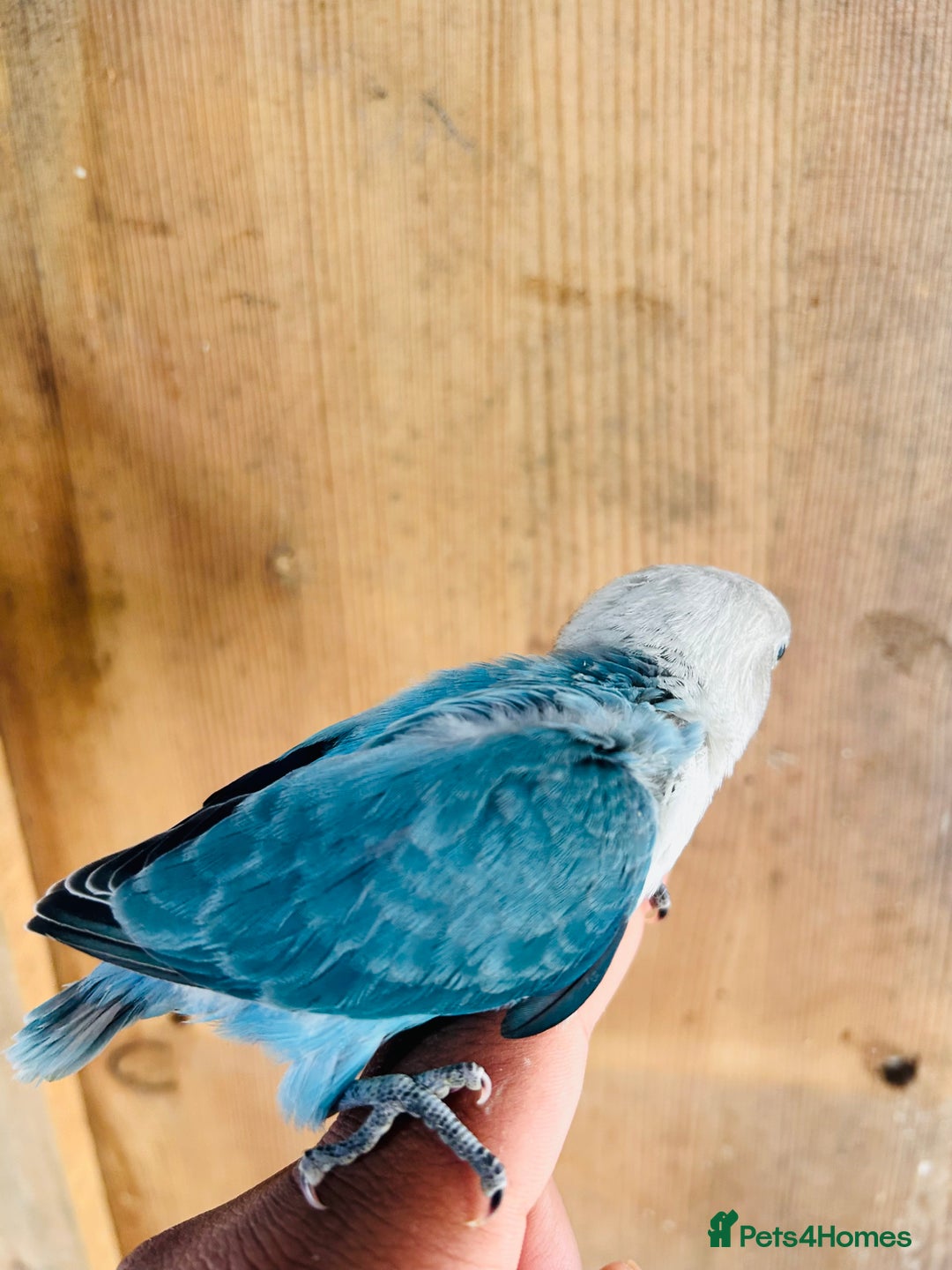 Lovebirds birds for sale: Handreared mutation lovebirds for sale  - Image 11