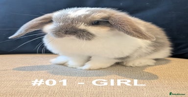 Mini Lop rabbits - Advert 3