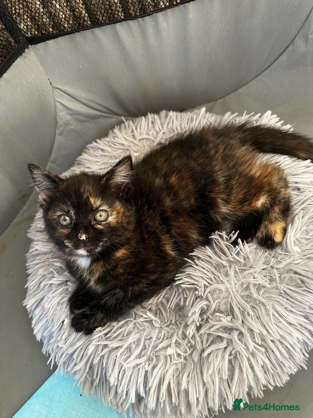 Mixed Breed cats for sale: FOR SALE! Four beautiful fluffy kittens  - Advert 14