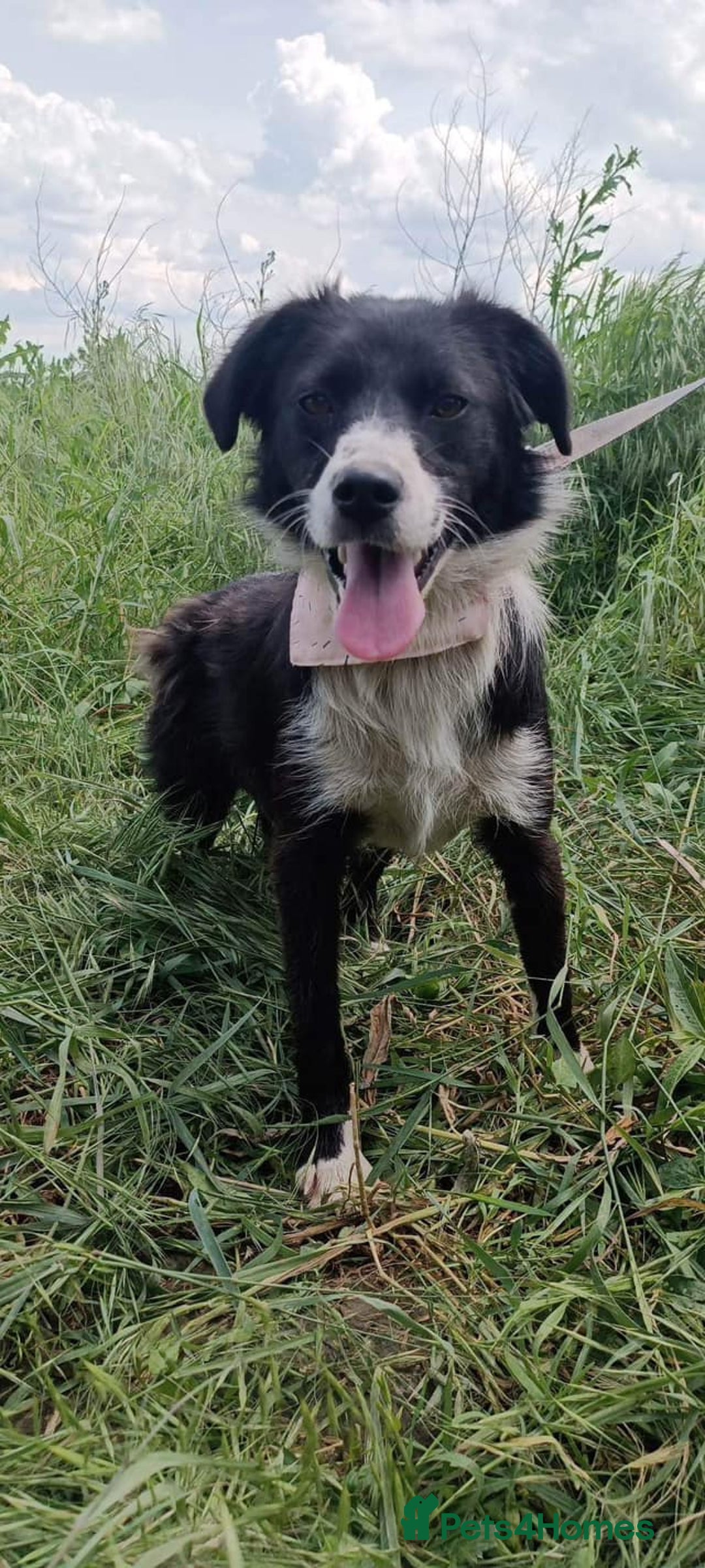 Mixed Breed dogs for adoption: Terrific Trixie - Image 7