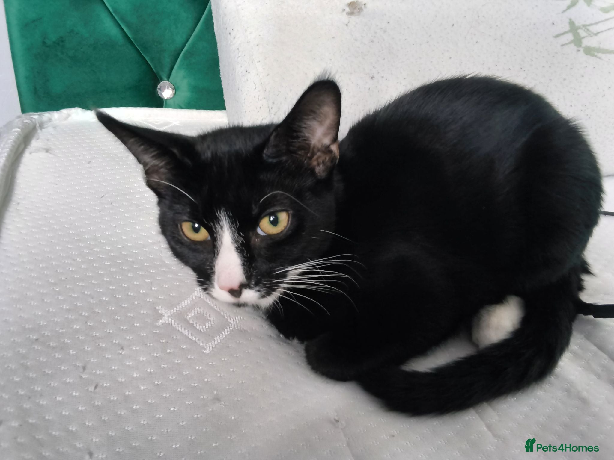 Mixed Breed cats 2 males, 5 months old  - Advert 1