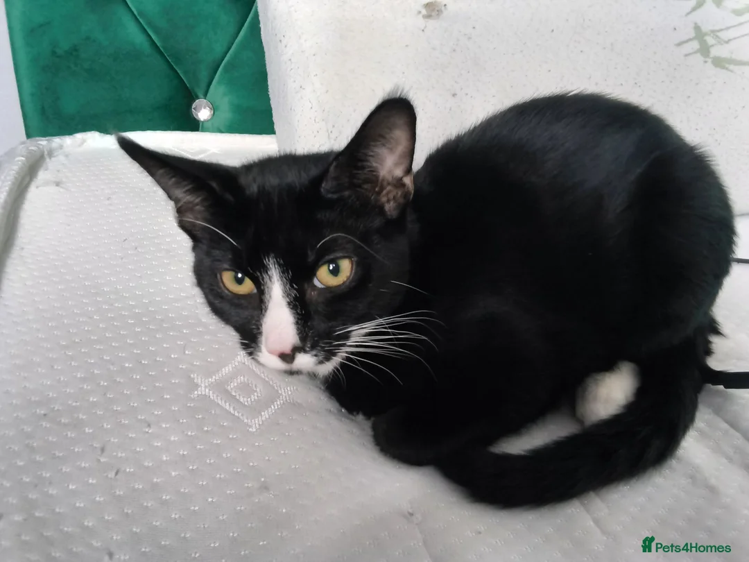 Mixed Breed cats for sale: 2 males, 5 months old  in Derby - Advert 1