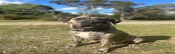 Mixed Breed dogs for sale: Presa Canario X Belgian Malinois male 12 months in Chatham - Advert 10