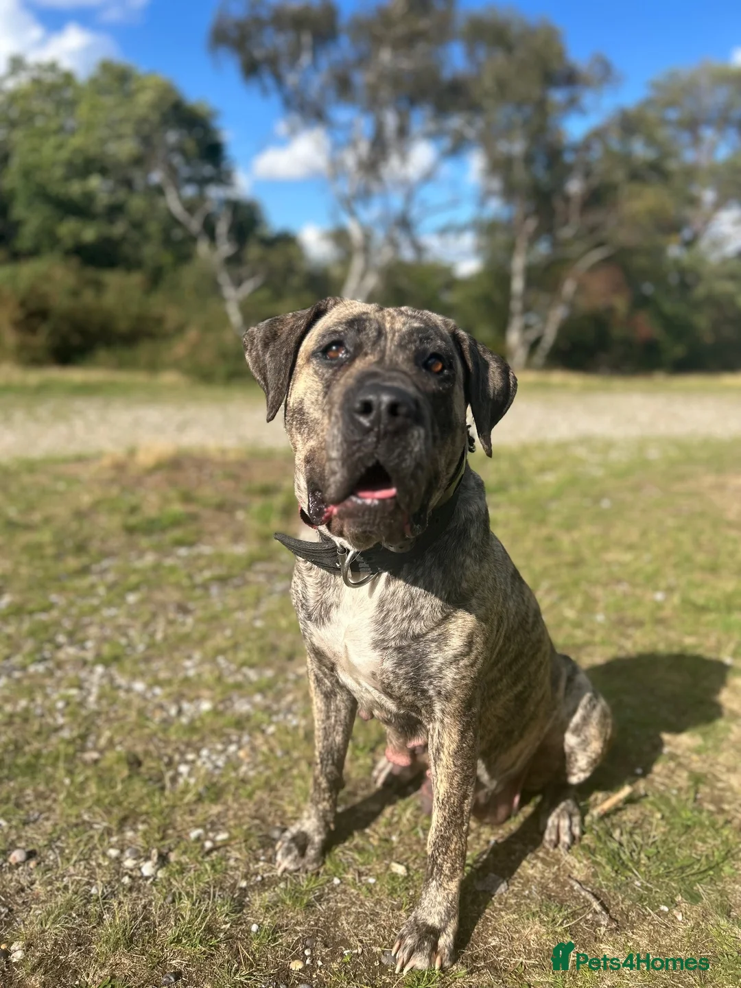 Mixed Breed dogs for sale: Presa Canario X Belgian Malinois male 12 months in Chatham - Advert 10