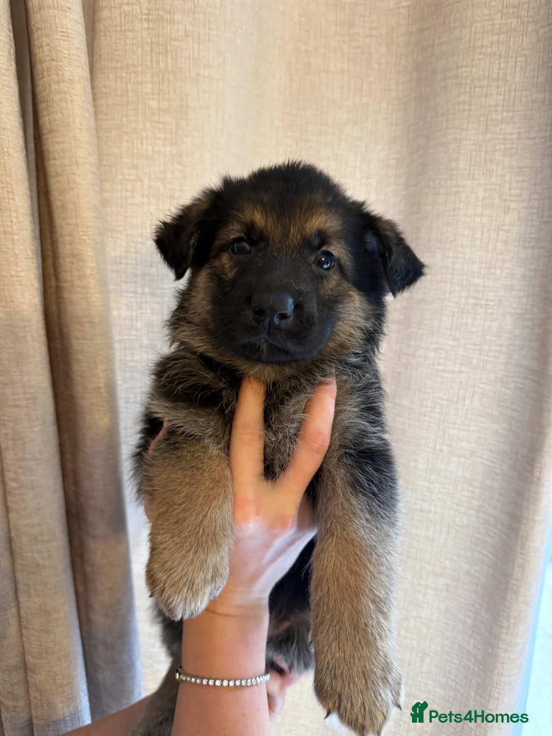German Shepherd dogs for sale: German Shepherd Puppies - Advert 27