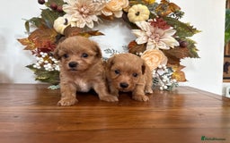 Maltipoo dogs for sale: Exceptional Tiny Dark Red Asian Maltipoo  - Image 7