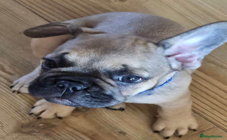 French Bulldog dogs - Advert 9