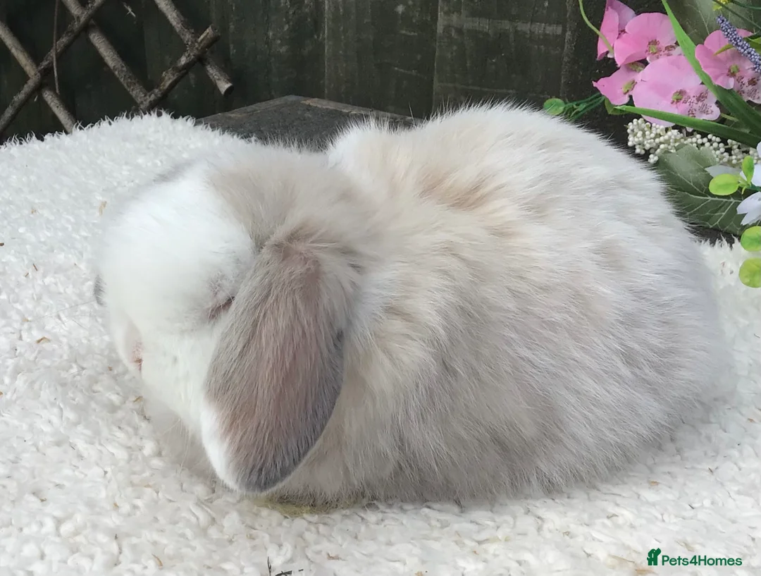 Mini Lop rabbits for sale: Mini lop buck - Advert 1