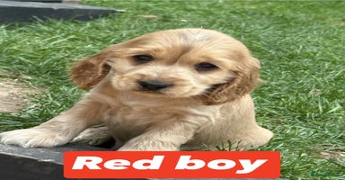 Cocker Spaniel dogs - Advert 16