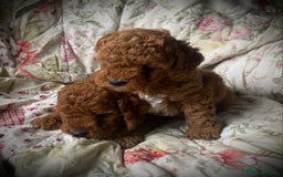 Cockapoo dogs for sale: Fabulous F1b Fox Red Cockapoo Health Cleared - Image 9