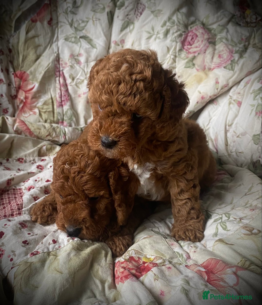 Cockapoo dogs for sale: Fabulous F1b Fox Red Cockapoo Health Cleared - Image 9