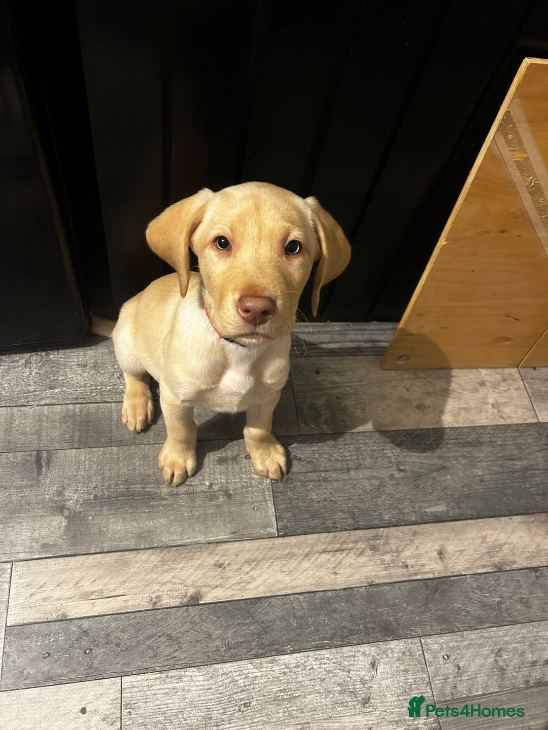 Labrador Retriever dogs for sale: KC registered labs ready to leave now *2 left* - Image 6