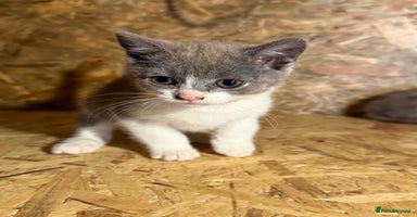 British Shorthair cats - Advert 6