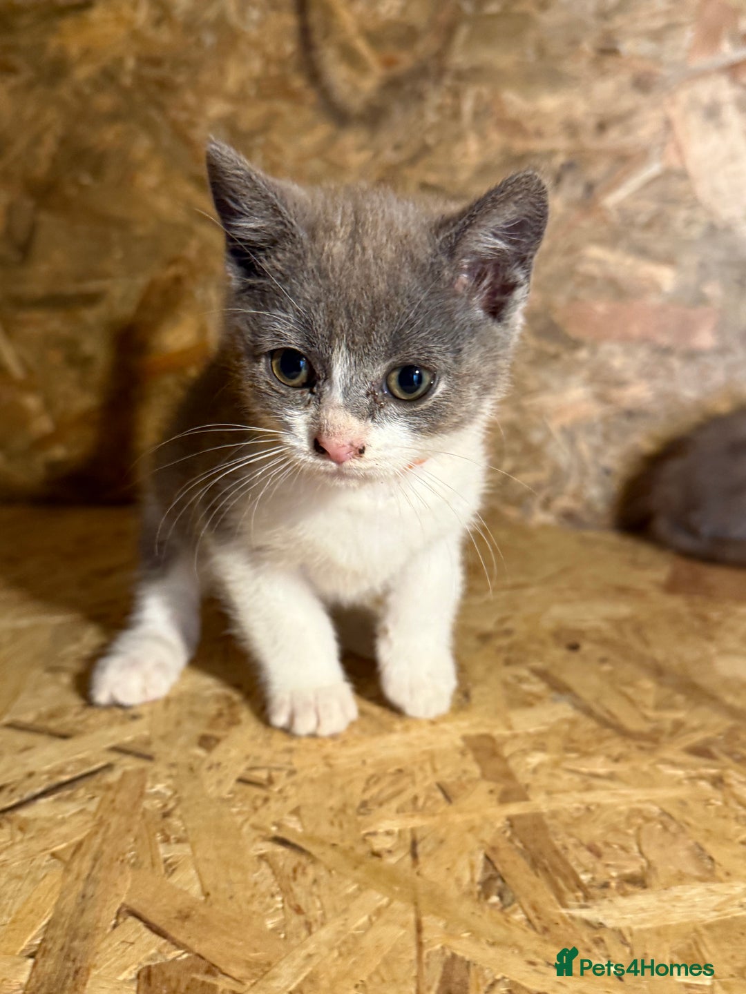 British Shorthair cats for sale: Beautiful blue & white British shorthair kittens  - Image 3