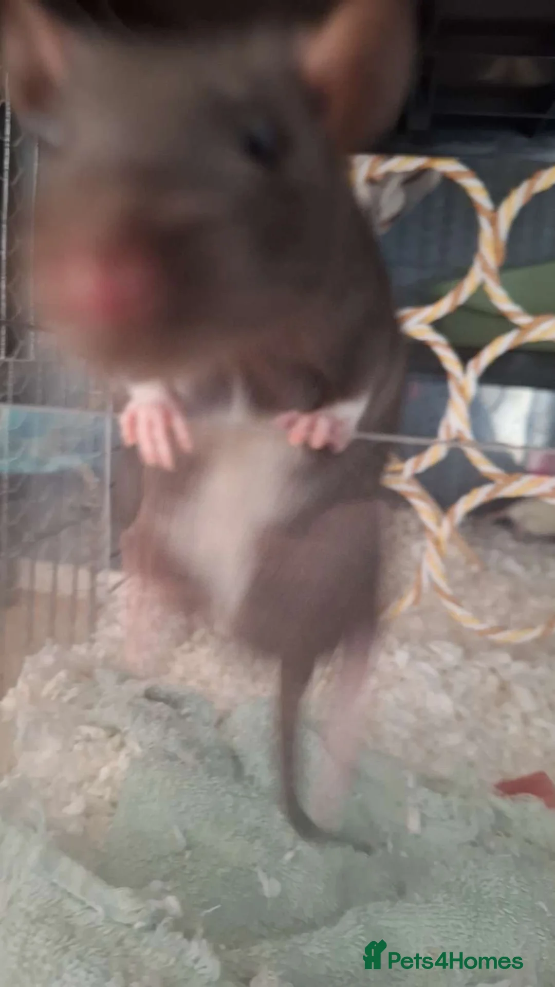 Rat rodents for sale: 4, 5month old male rats for sale! in Maidstone - Advert 12