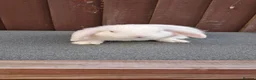 Mini Lop rabbits for sale: Purebred Minilops available to Reserve - Advert 3