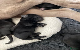 Labrador Retriever dogs for sale:  🐾 Gorgeous Black Labrador Puppies 🐾 - Image 3