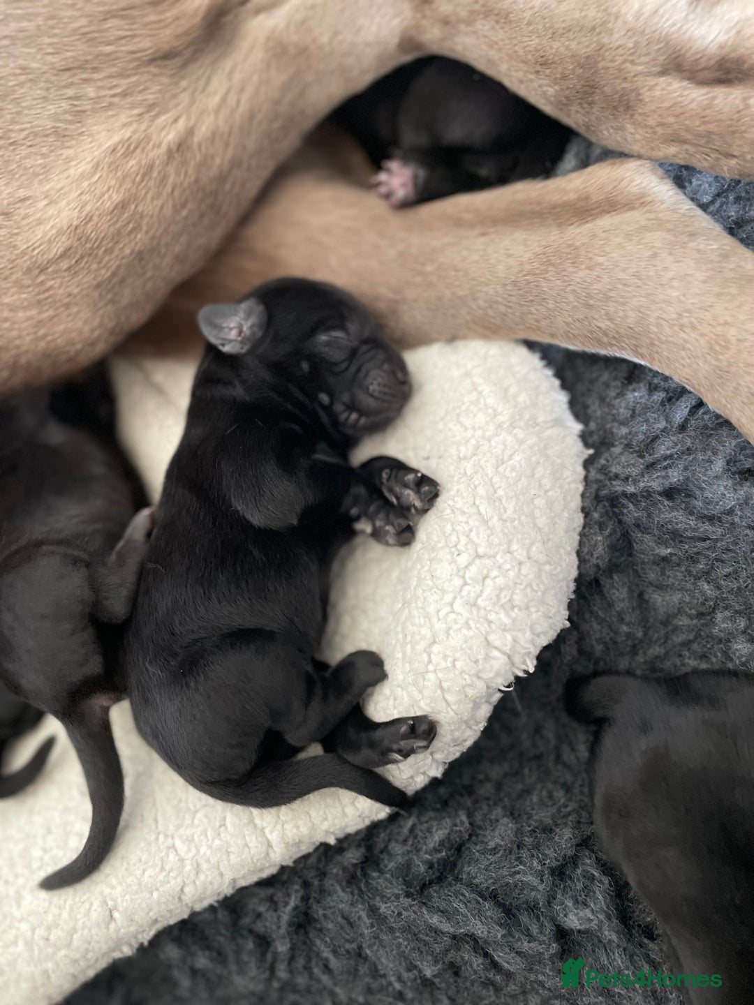 Labrador Retriever dogs for sale:  🐾 Gorgeous Black Labrador Puppies 🐾 - Image 3