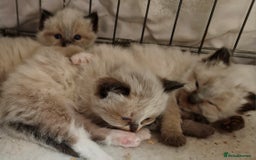 Ragdoll cats for sale: Ragdoll kittens - Image 16