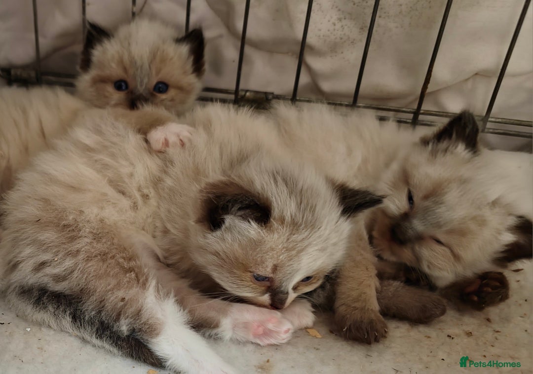Ragdoll cats for sale: Ragdoll kittens - Image 16
