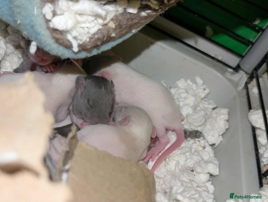 Rat rodents for sale: Rat pups - Image 3