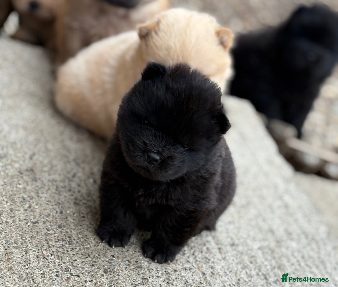 Chow Chow dogs for sale: KC REG CHOW CHOW PUPPIES - Image 9