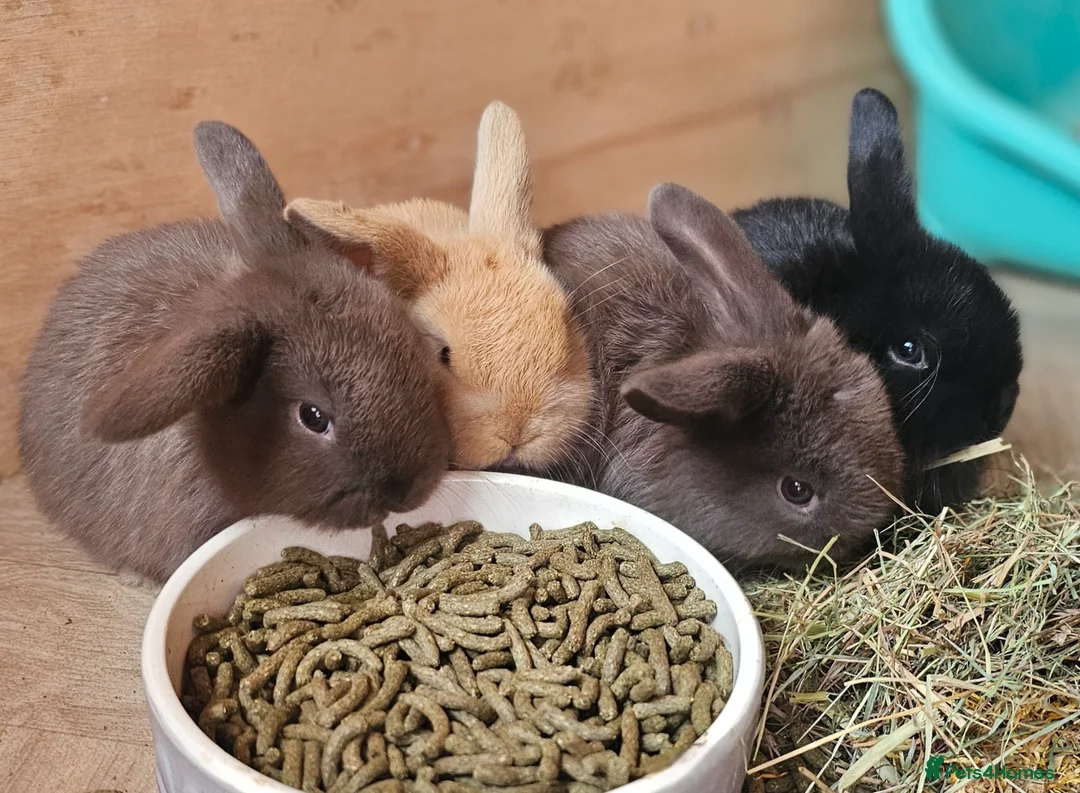 Mini Lop rabbits for sale: Beautiful Mini Lop Babies 🐇🐇🐇 - Advert 1