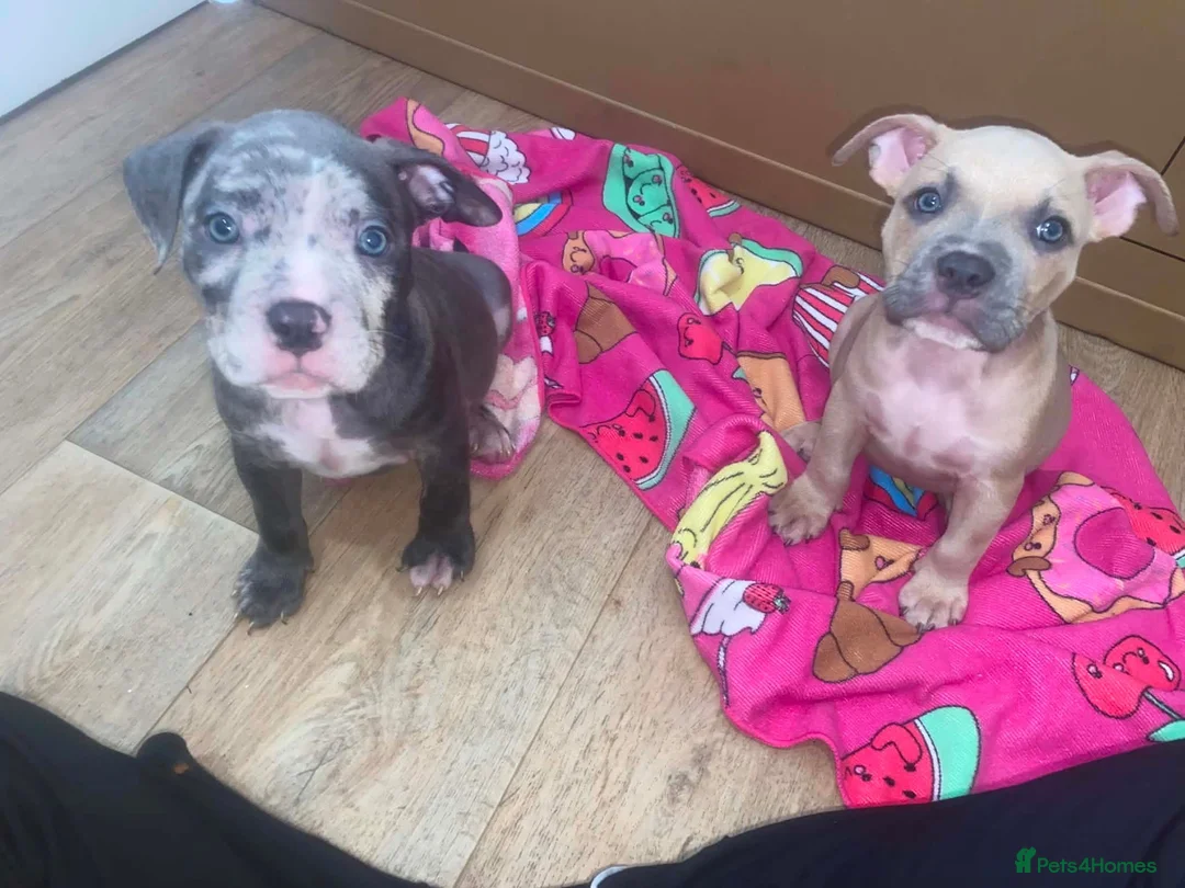 American Bully dogs for sale: 4 pups left ready to leave now - Advert 1