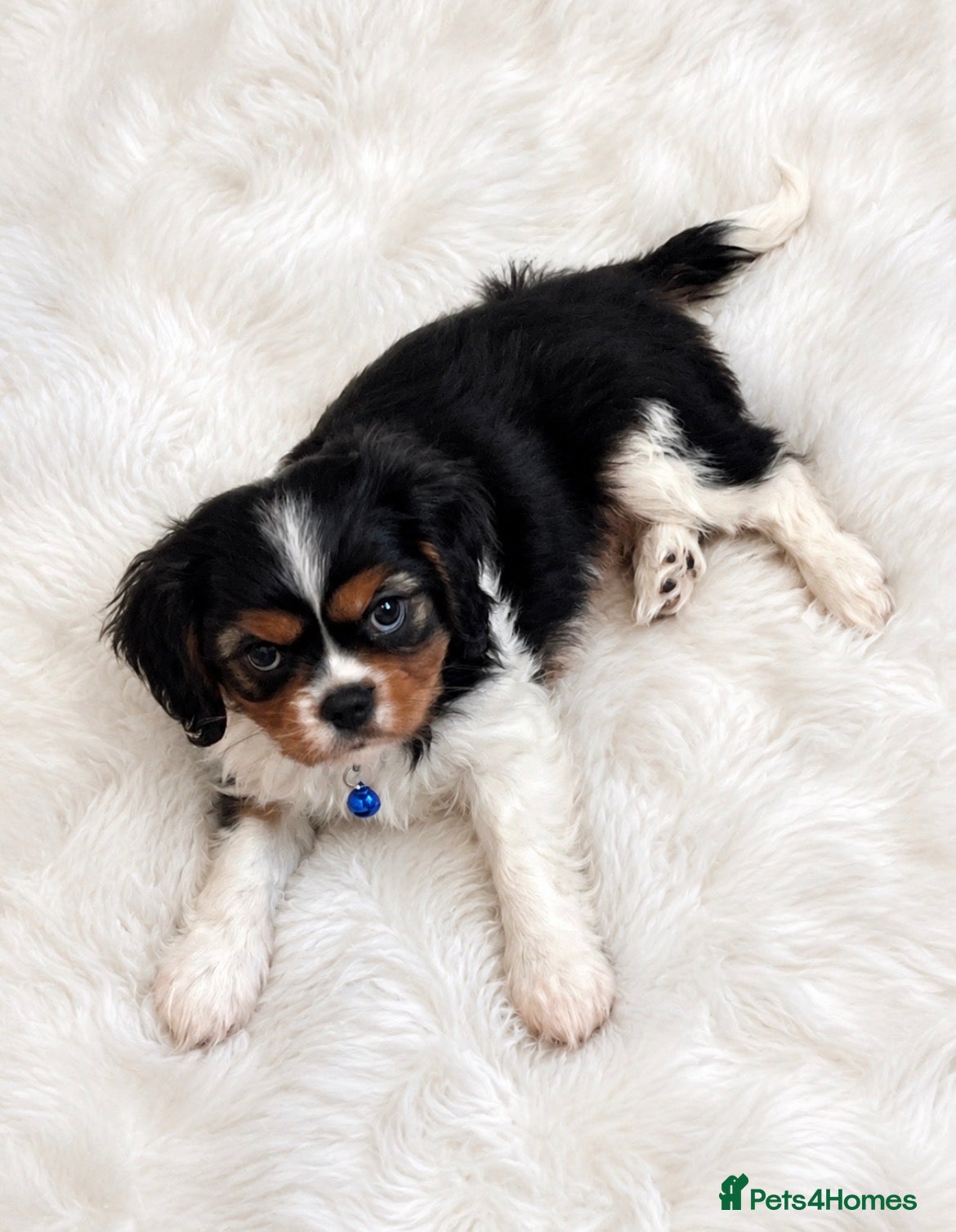 Cavalier King Charles Spaniel dogs Top quality, health tested Cavalier King Charles  - Advert 2
