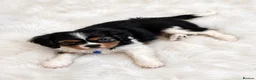 Cavalier King Charles Spaniel dogs for sale: Top quality, health tested Cavalier King Charles  - Advert 5