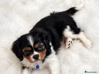 Cavalier King Charles Spaniel dogs Top quality, health tested Cavalier King Charles - Advert 2