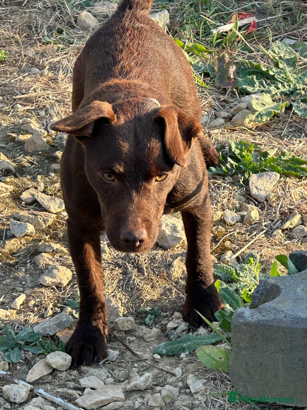Patterdale Terrier dogs for stud: Rough coat proven male  in Wisbech - Advert 4