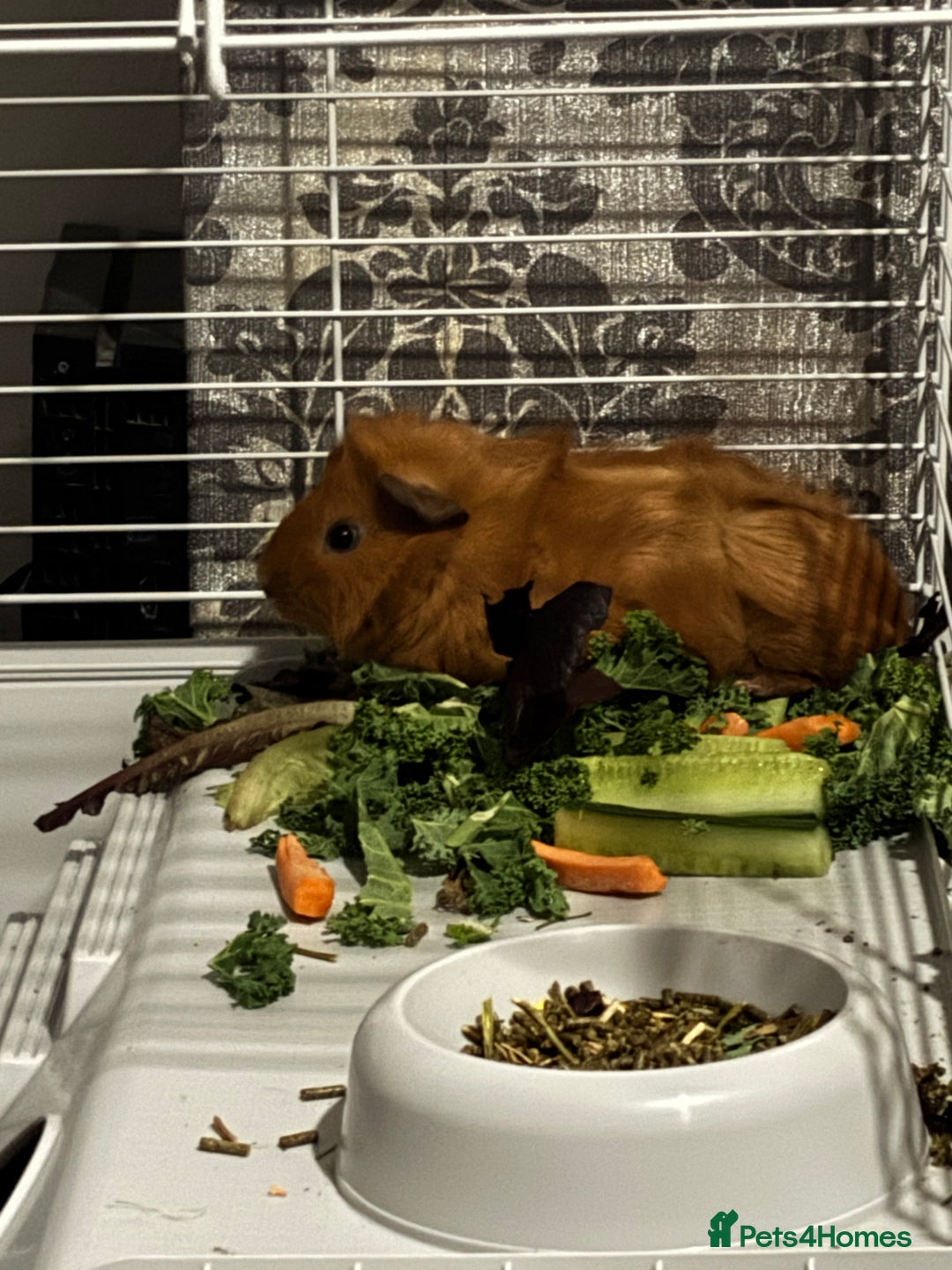 Guinea Pig rodents for sale: Two male guinea pigs for sale - Advert 5