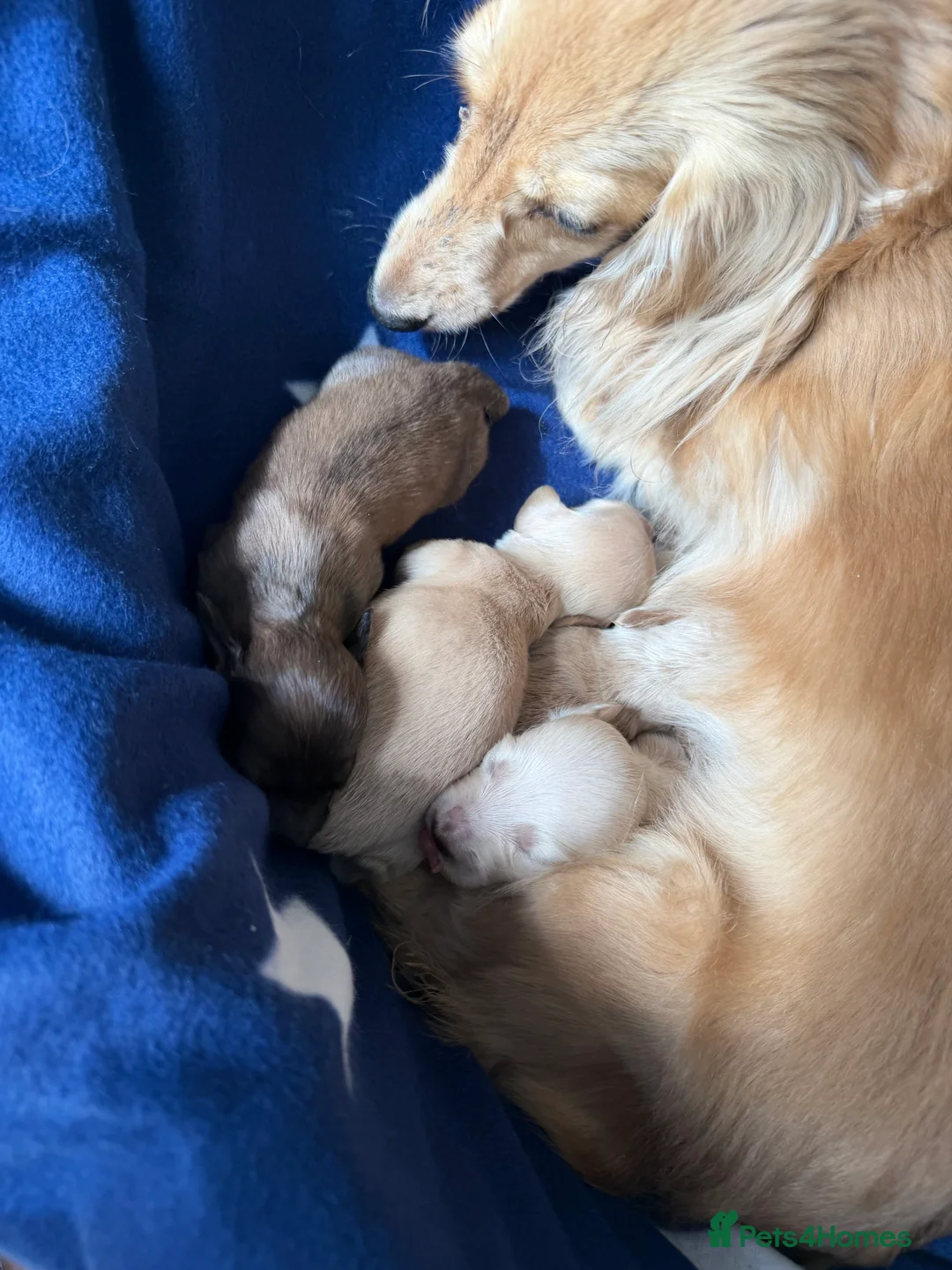 Miniature Dachshund dogs for sale: KC reg English Cream mini Dachshund puppies  - Advert 13