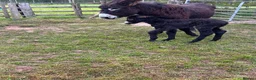 Donkey livestock for sale: Jack donkey foal  - Advert 8