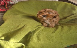 Cavapoo dogs for sale: Adorable Cavapoo puppies  - Advert 4