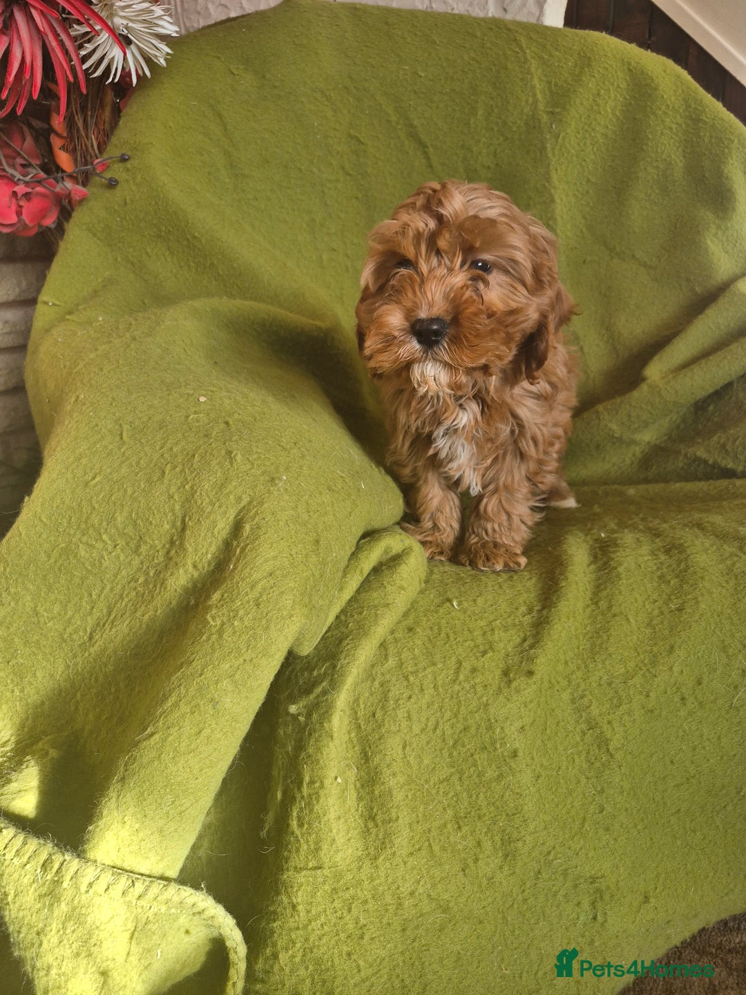 Cavapoo dogs for sale: Adorable Cavapoo puppies  - Advert 4